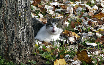 Animals, Nature, Autumn, Cat HD wallpaper