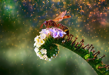 Wasp , Insect beauty, Nature's tiny warriors, resolution HD wallpaper