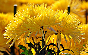 Dahlia, nature, yellow, flower HD wallpaper