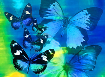 Wings in blue for SuperLoveNaNa, blue, butterflies, wings, abstract HD wallpaper