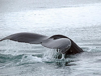 A Whale of a Tail, whale, tail, water, ocean HD wallpaper