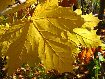 Autumn Yellow Leaf, autumn, leaf, limb, yellow HD wallpaper
