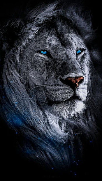 Deep looking, big_cats, calm, blue-eyes, black-and-white, lion HD phone wallpaper