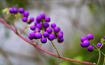 Nature, Violet, Berries, Macro, Branch, Callikarpa, Callicarpa HD wallpaper