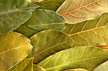 Bay leaves, Tej patta, India spice mart HD wallpaper