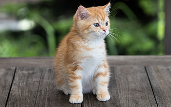 Kitten, cute, cat, baby animal HD wallpaper