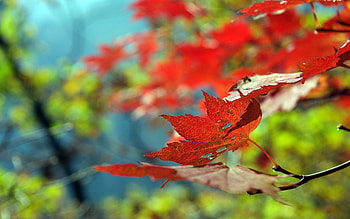 Autumn, Leaves, Macro, Dry, Maple HD wallpaper