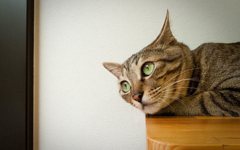 Animals, Cat, To Lie Down, Lie, Muzzle, Ears HD wallpaper