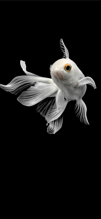 Gold Fish, Nature HD phone wallpaper