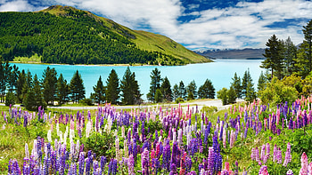 Landscape, Flowers, Rivers HD wallpaper