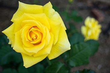 Flowers, Flower, Rose Flower, Rose, Petals HD wallpaper
