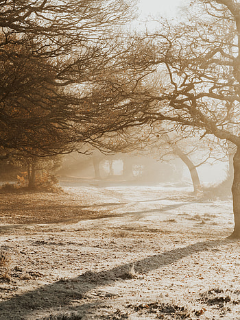 Nature, Trees, Bright, Park, Sunlight HD phone wallpaper
