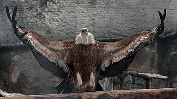 Vulture , Exquisite collection, Top backgrounds HD wallpaper