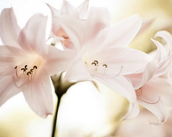 Lite 'n' lovely, pastel, pink, white, light, green, lillies HD wallpaper