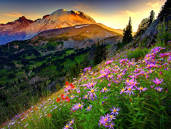 Mountain slope, peaks, floral, sunrise, nice, wildflowers, trees, sunset, hills, slope, beautiful, grass, mountain, summer, carpet, lobvely, pretty, valley, view, nature, sky, flowers HD wallpaper