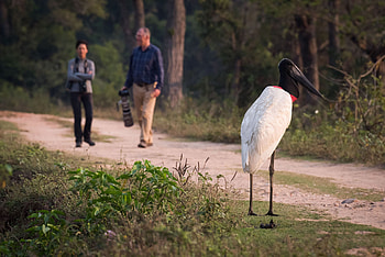 Southwild Lodges, Jabiru Bird, Birdwatching, Wildlife Encounters HD wallpaper