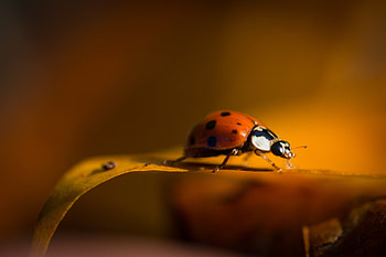 Beetle, Beetle ladybug insect, Orange coccinellidae, Red nature HD wallpaper