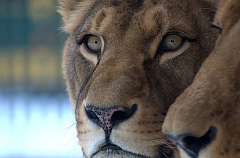 lions, loewen, lion, vienna, zoo HD wallpaper