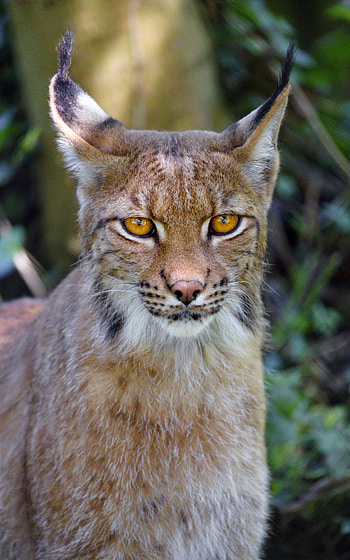 Animals, Iris, Muzzle, Big Cat, Sight, Opinion, Animal HD phone wallpaper
