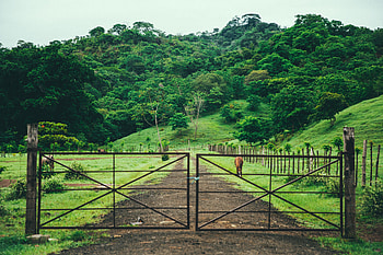 Nature, Trees, Grass, Pasture, Gate, Goal, Stable HD wallpaper