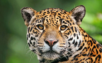 Animals, Jaguar, Muzzle, Color HD wallpaper