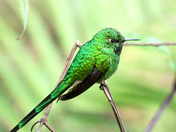 Green Bird, beautiful, bird, , green HD wallpaper