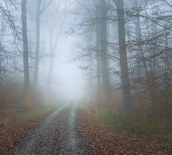 Nature, Trees, Autumn, Road, Forest, Fog HD wallpaper