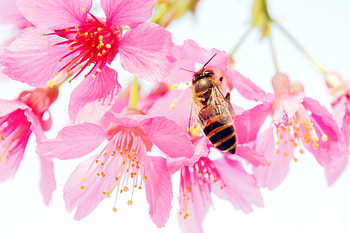 Pink, Flower, Macro, Petals, Bee, Pollen HD wallpaper