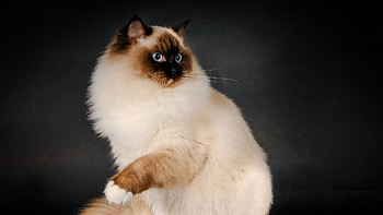 Ragdoll top, Ragdoll backgrounds, Top ragdoll, Ragdoll HD wallpaper