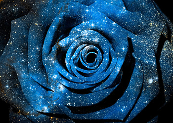 Flowers, Stars, Shining, Shine, Rose Flower, Rose, Brilliance, Space, hop, Cosmic HD wallpaper