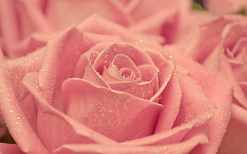 Rose, summer, pink, skin, flower, texture, trandafir, vara, macro HD wallpaper