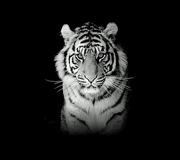 Macan Putih Siliwangi, Harimau HD wallpaper