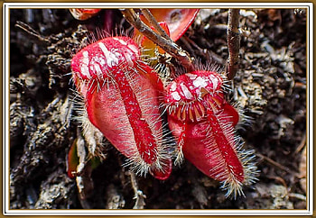 CARNIVOROUS PLANT, PRETTY, NATURE, PLANT HD wallpaper