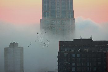 Flock Of Birds Over A Foggy Seattle , birds, graphy, buildings HD wallpaper