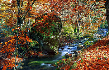 stream in the woods, autumn, forest, stream, boulder HD wallpaper