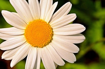 Beautiful Sunflower, spring flowers, pretty sunflower, sunflower HD wallpaper
