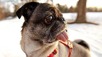 Animals, Dog, Muzzle, Language, Tongue, Pug HD wallpaper