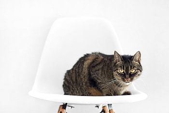 Animals, Sit, Cat, Chair, Striped HD wallpaper
