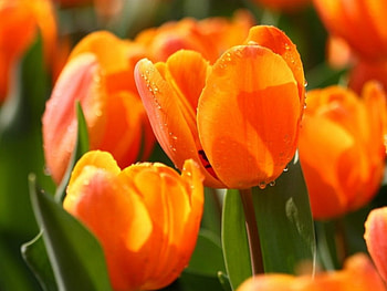 Tulips, drops, buds, macro HD wallpaper