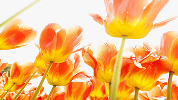 Flowers, Tulips, Shine, Light, Bright HD wallpaper