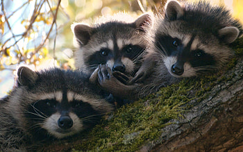 Animals, Raccoons, Wood, Tree, Moss, Climb, Three HD wallpaper