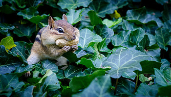Chipmunk, Cute rodent, Nut-loving, Leaves consumption HD wallpaper