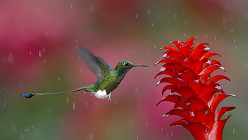 Hummingbird, hummingbird, birds HD wallpaper