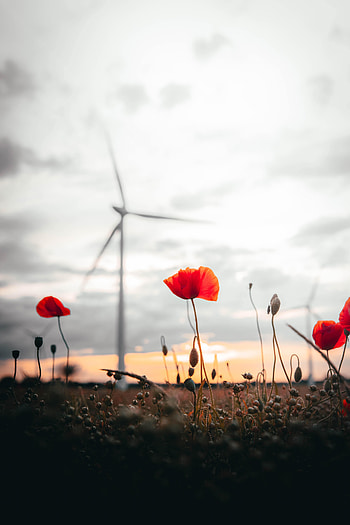 Nature, Flowers, Sunset, Poppies, Field HD phone wallpaper