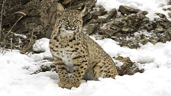 Animals, Snow, Iris, Wood, Tree, Predator, Big Cat HD wallpaper