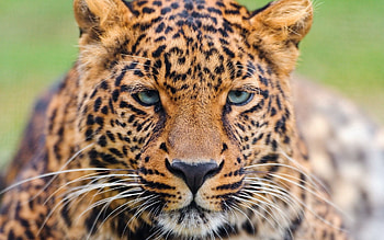 Animals, Leopard, Muzzle, Big Cat, Sight, Opinion HD wallpaper
