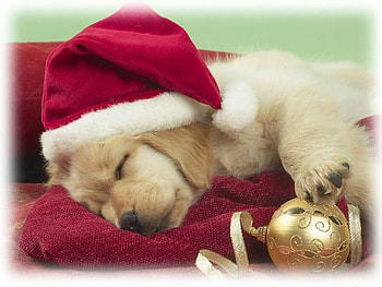 Sleepy pup, puppies, animals HD wallpaper