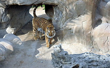 Animals, Stones, Predator, Tiger, Reserve HD wallpaper