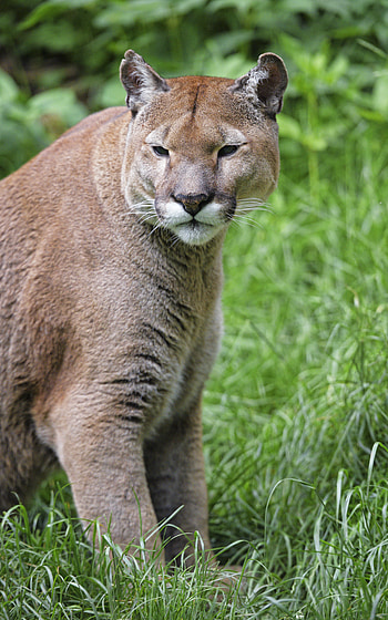 Animals, Grass, Puma, Muzzle, Predator, Big Cat, Sight, Opinion HD phone wallpaper