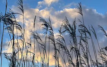 Reeds, clouds, Latvia, sky HD wallpaper